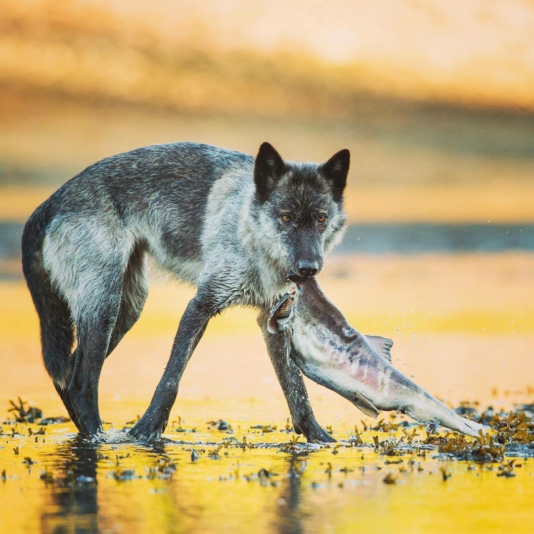 Манитобский волк