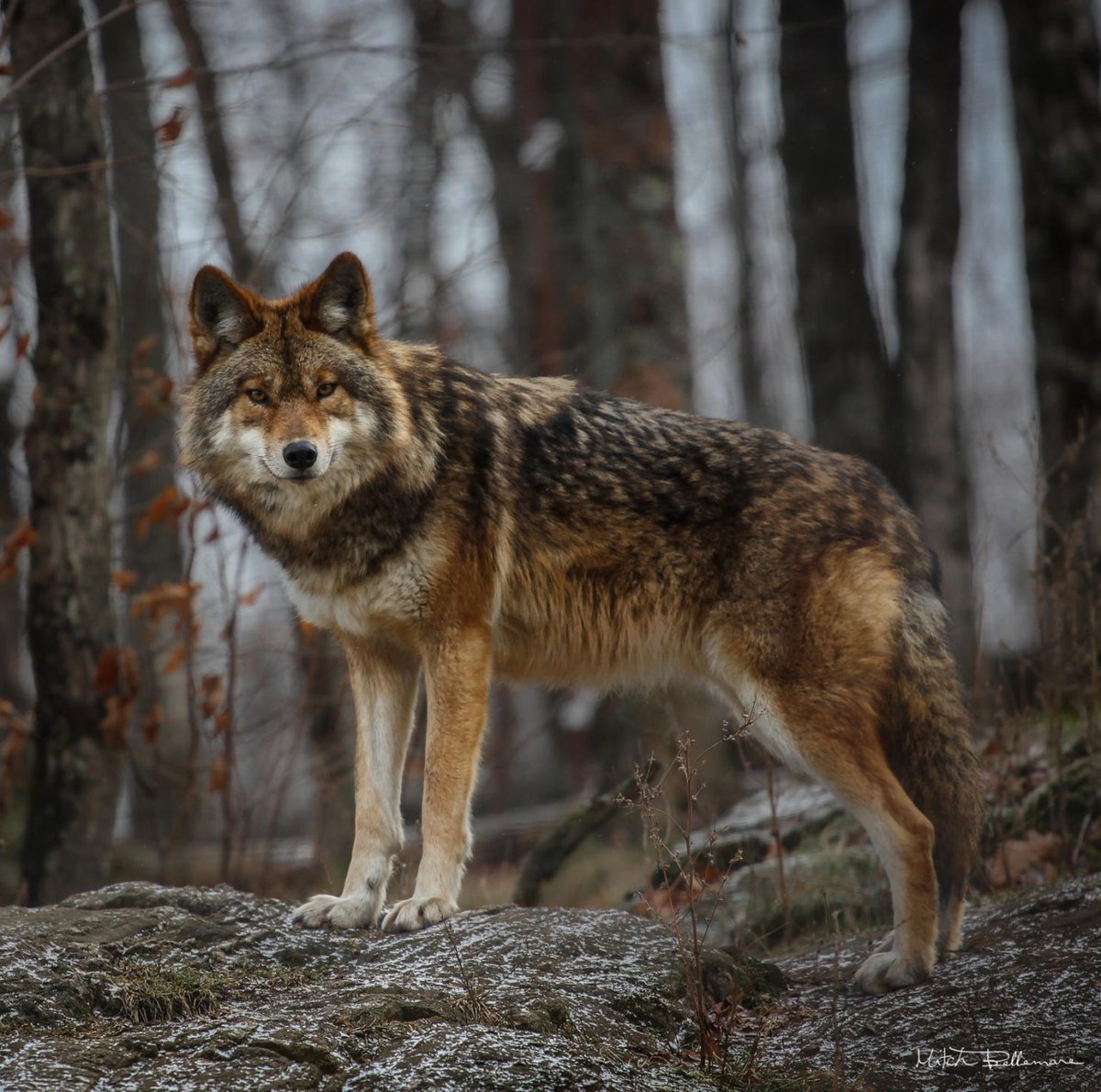 Макензийский Равнинный волк