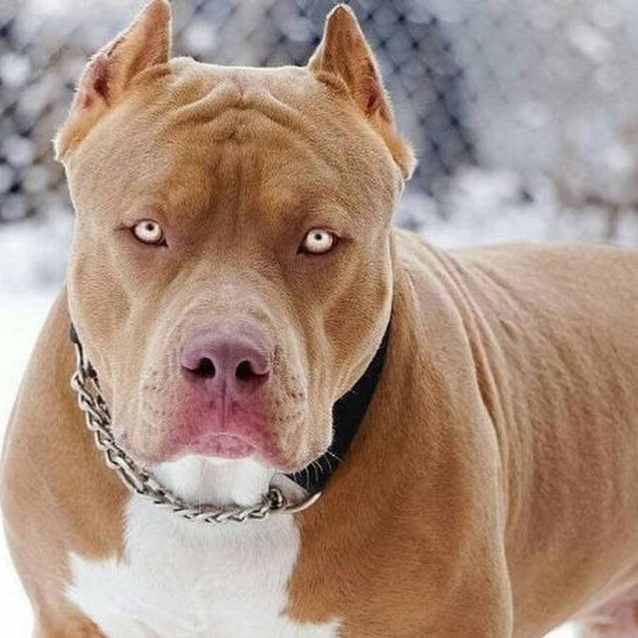 Бандог терьер