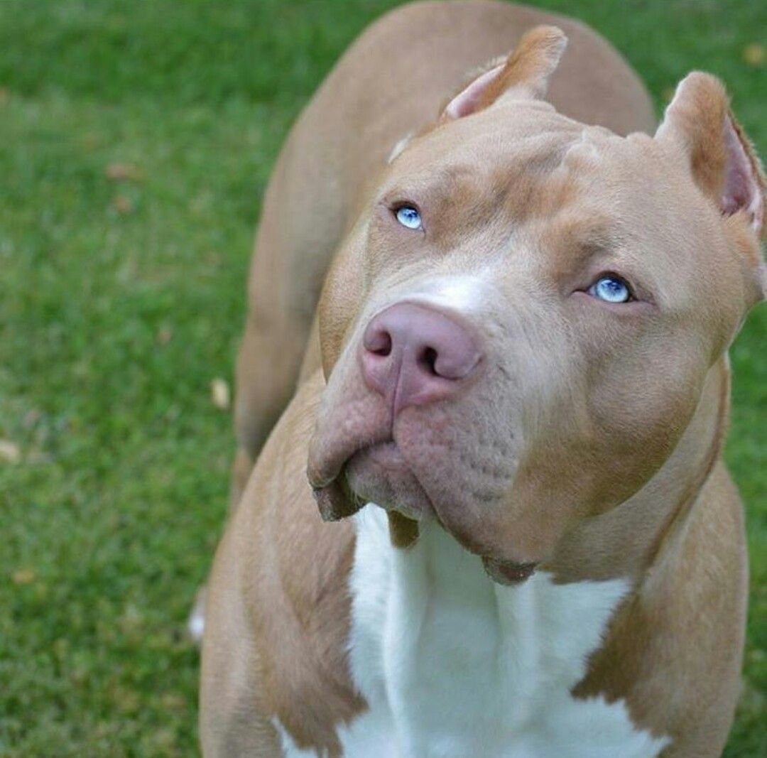 Стаффордширский терьер американский питбультерьер