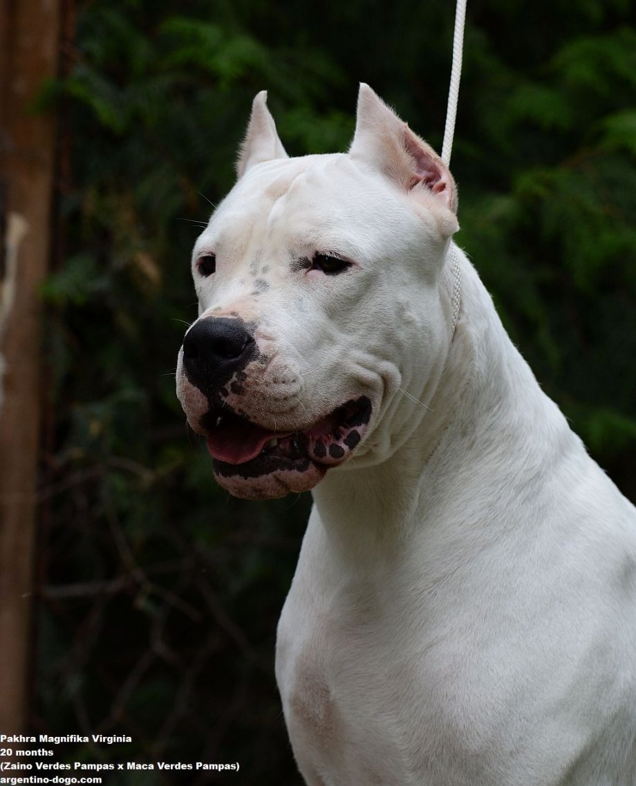 Аргентинский Бойцовский дог