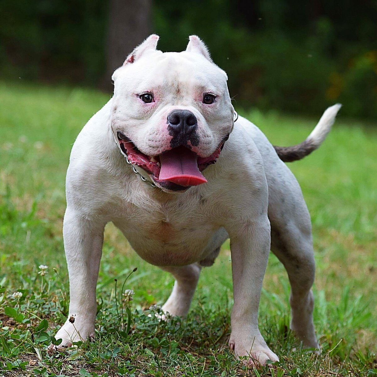 Американский Стаффорд бульдог