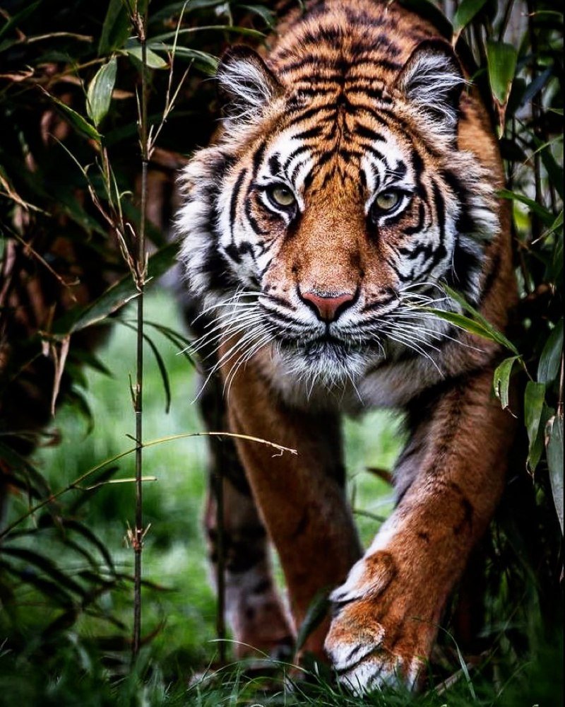Суматранский тигр