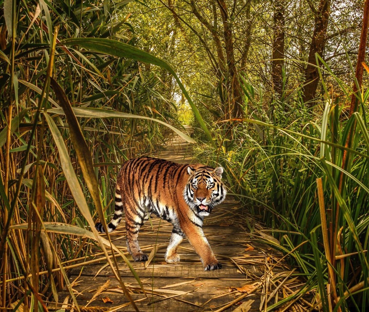 Тайгер тигр в джунглях