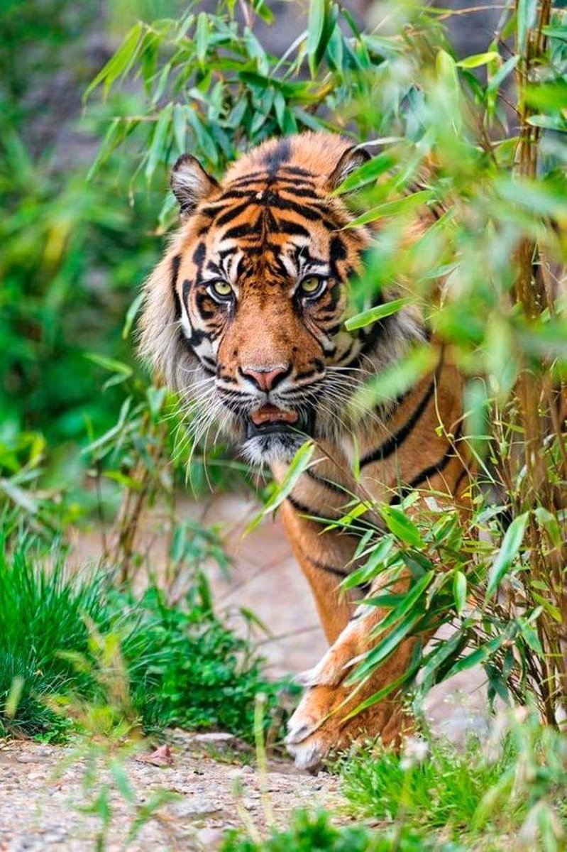 Суматранский тигр