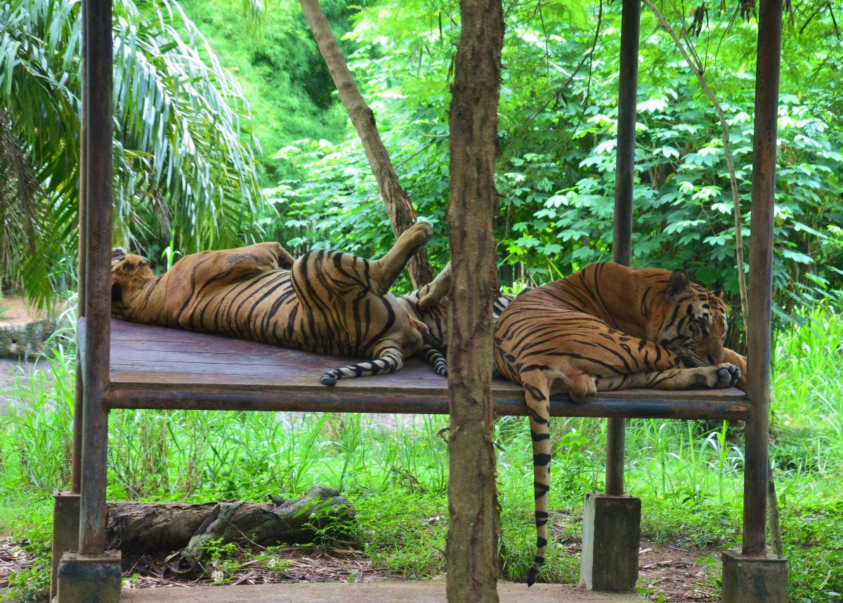 Тигр в тропиках