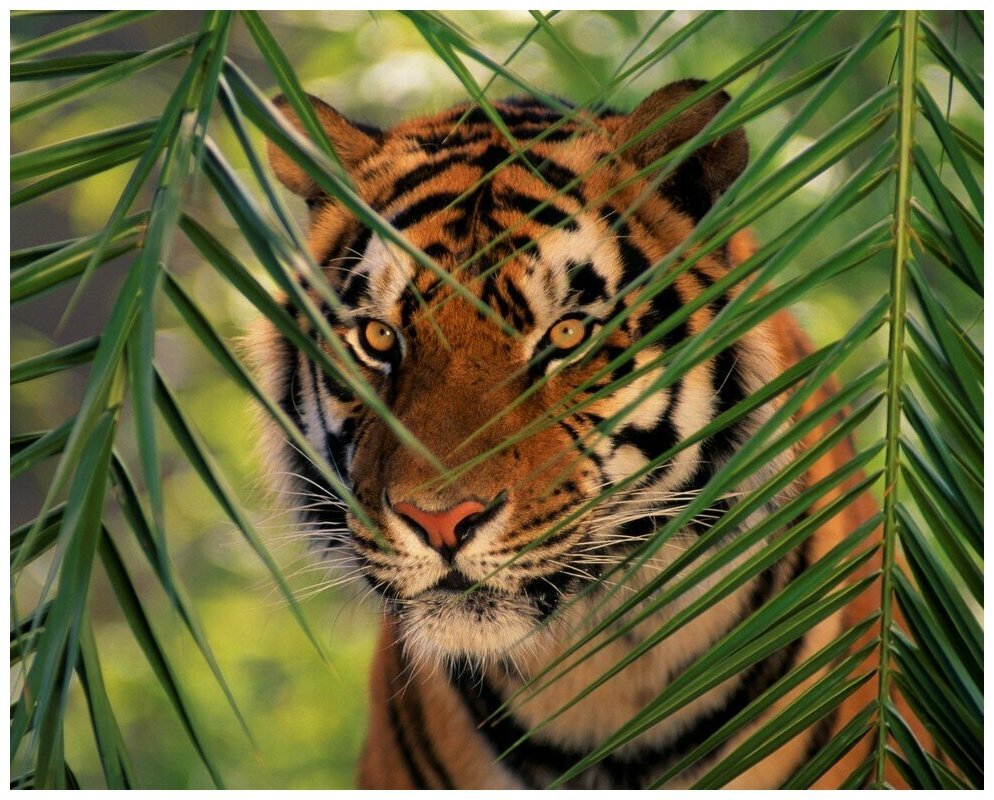 Тигр в джунглях