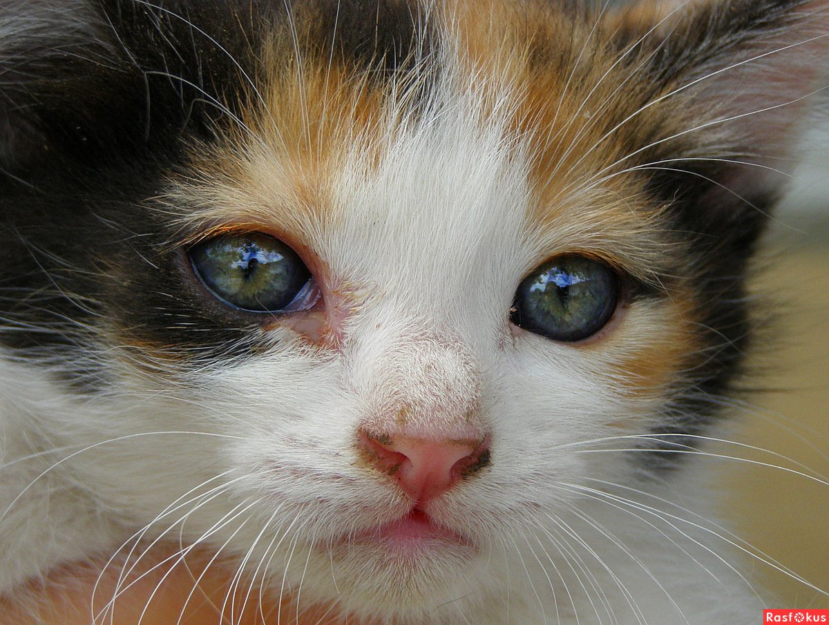 Грустный котик