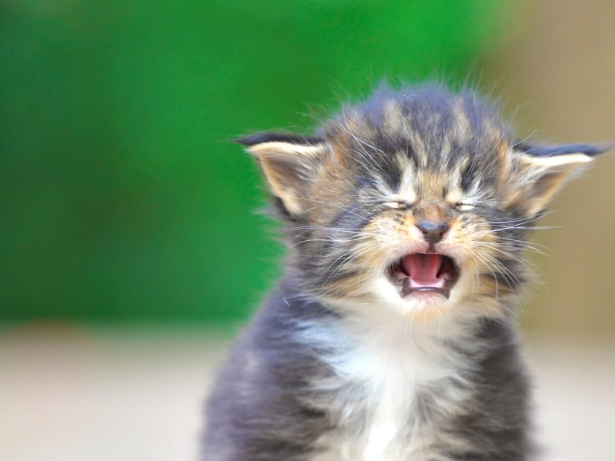 Котенок плачет