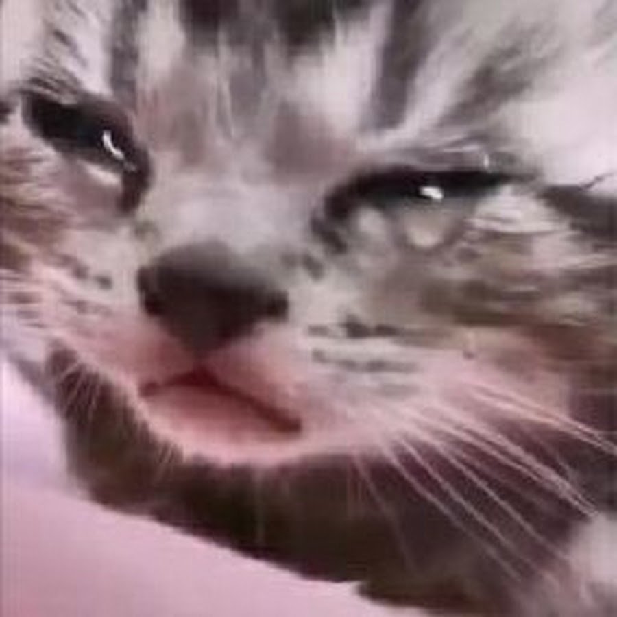 Маленький котенок плачет