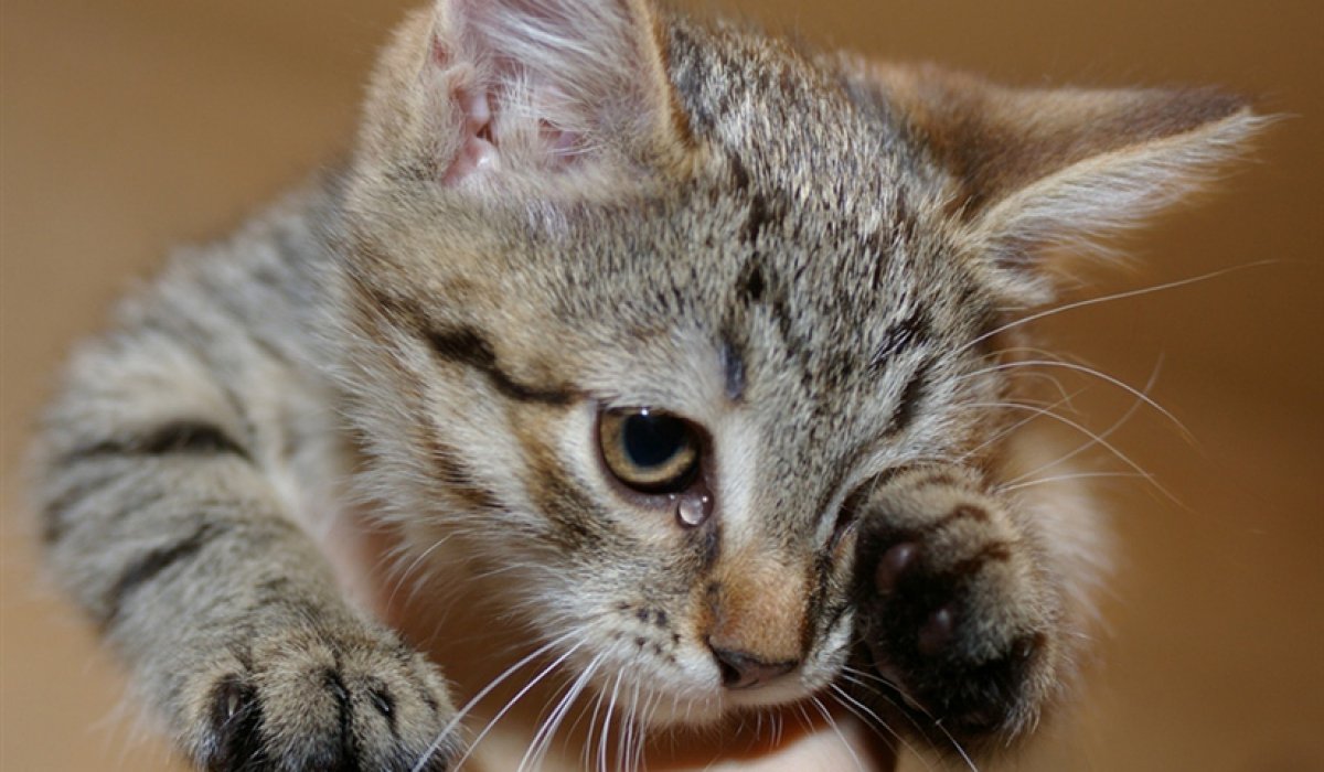 Кошки маленькие