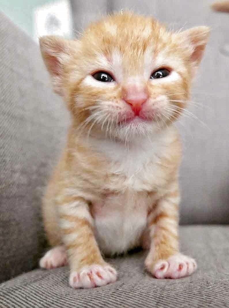 Котик рыженький