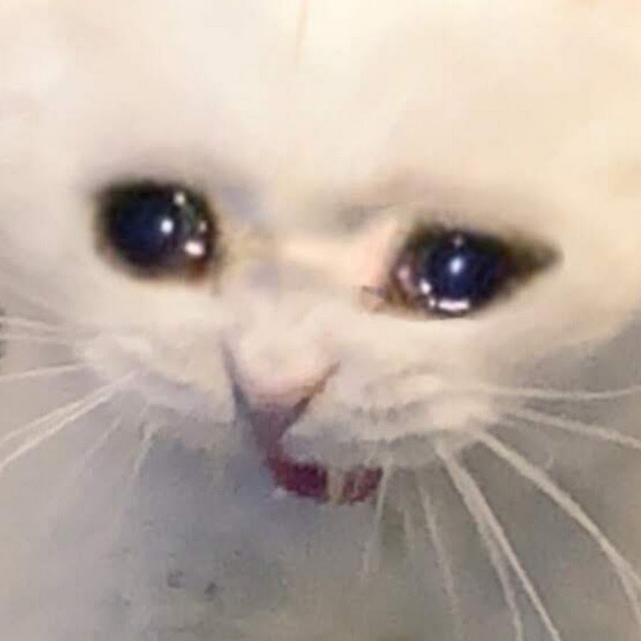 Грустный кот плачет