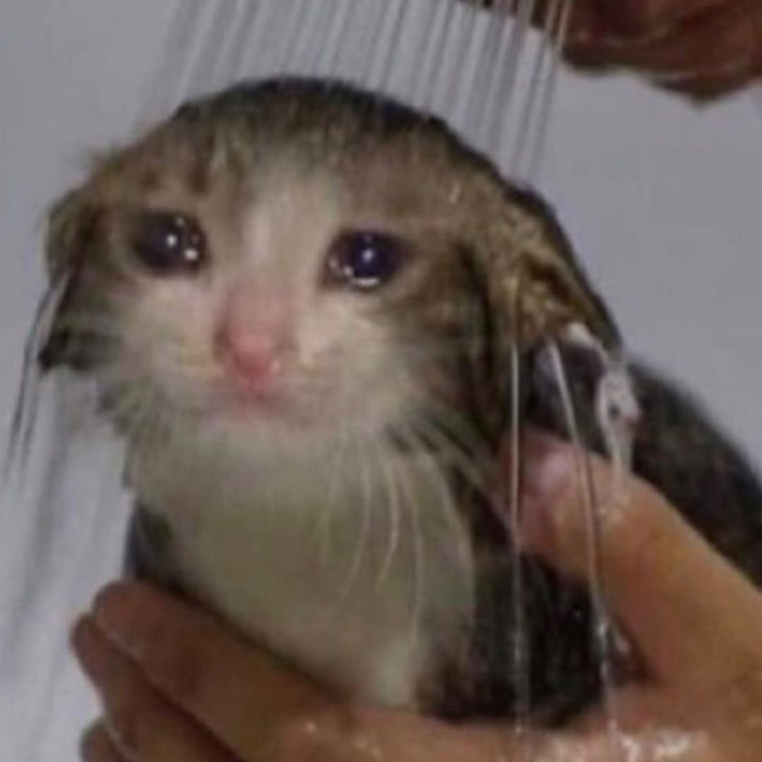 Плачущий кот