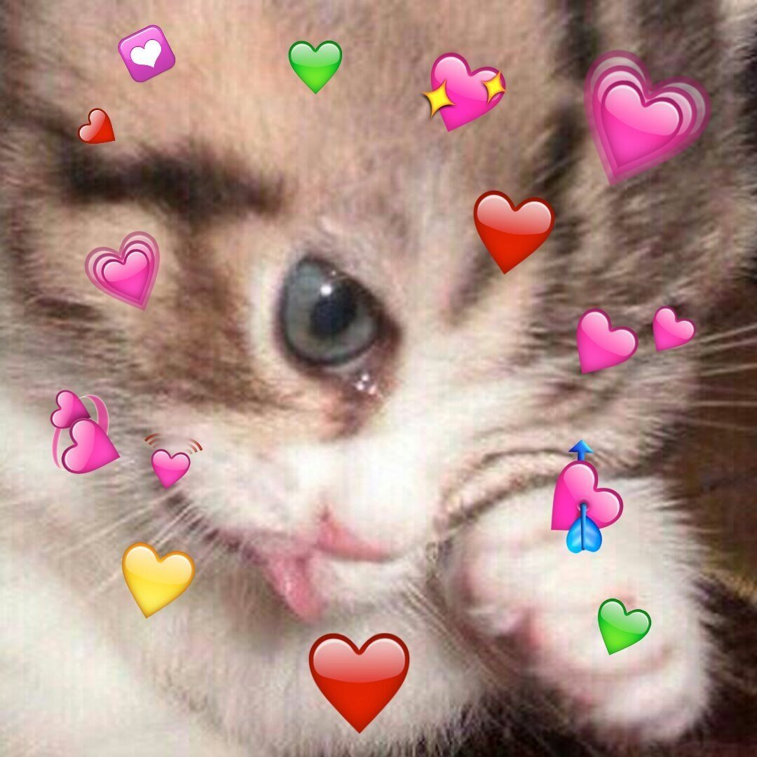 Милый котик плачет