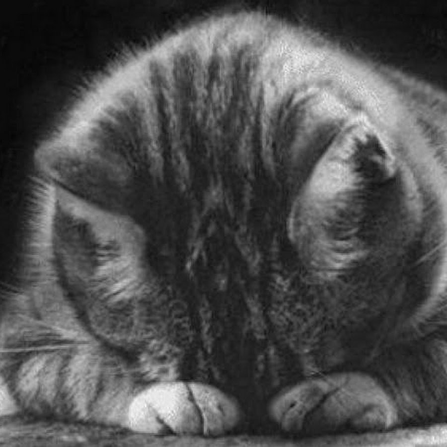 Грустный котик