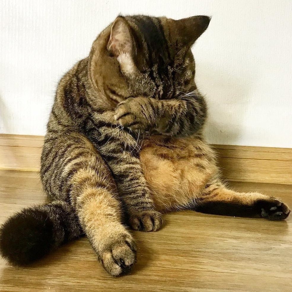 Забавные кошки