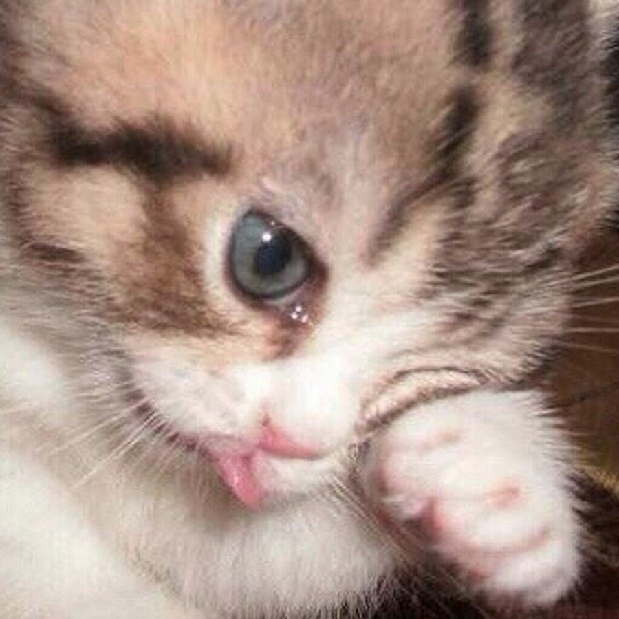 Котенок плачет