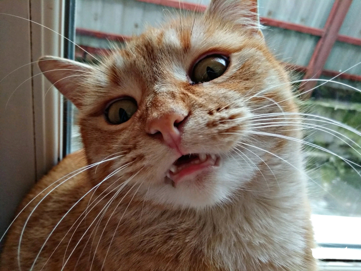 Кот плачет