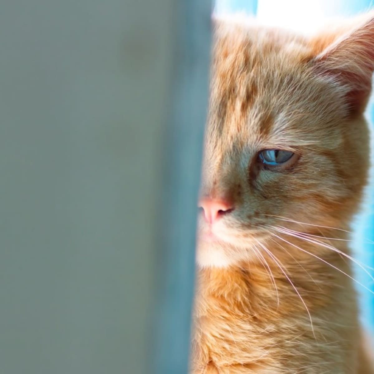 Кошка плачет фото