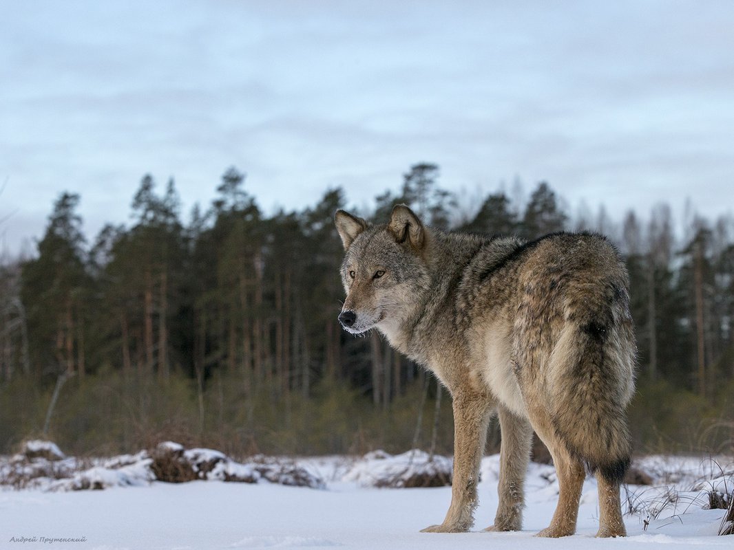 Волк Забайкалья