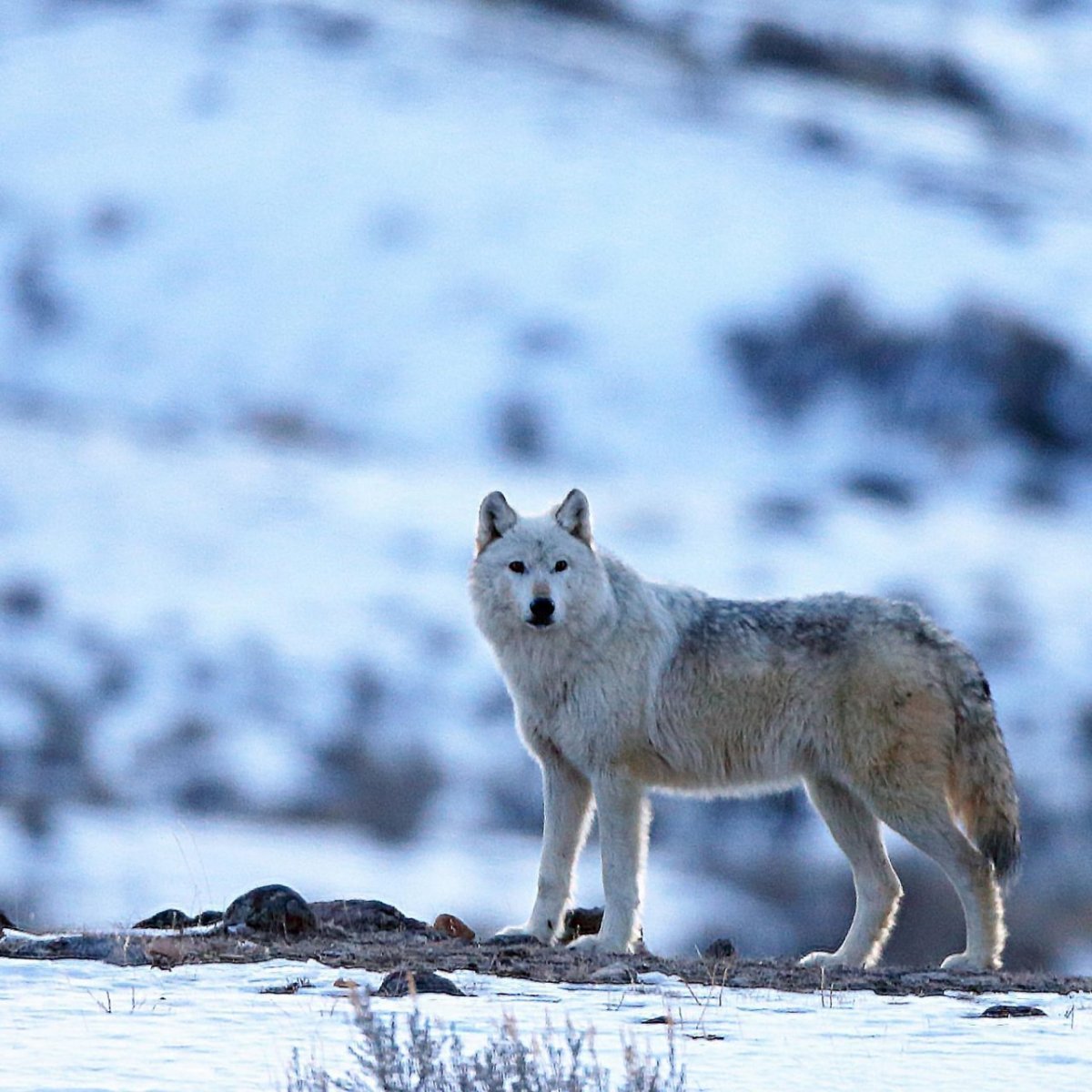 Арктический волк