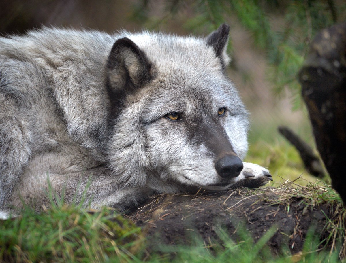 Волк обыкновенный