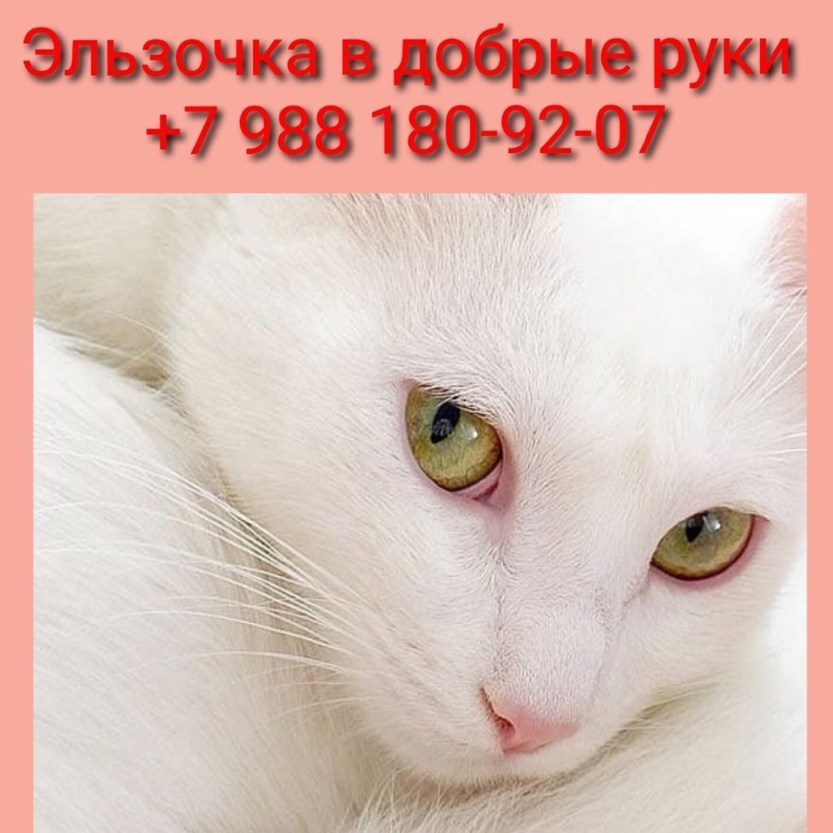 Кошка белая