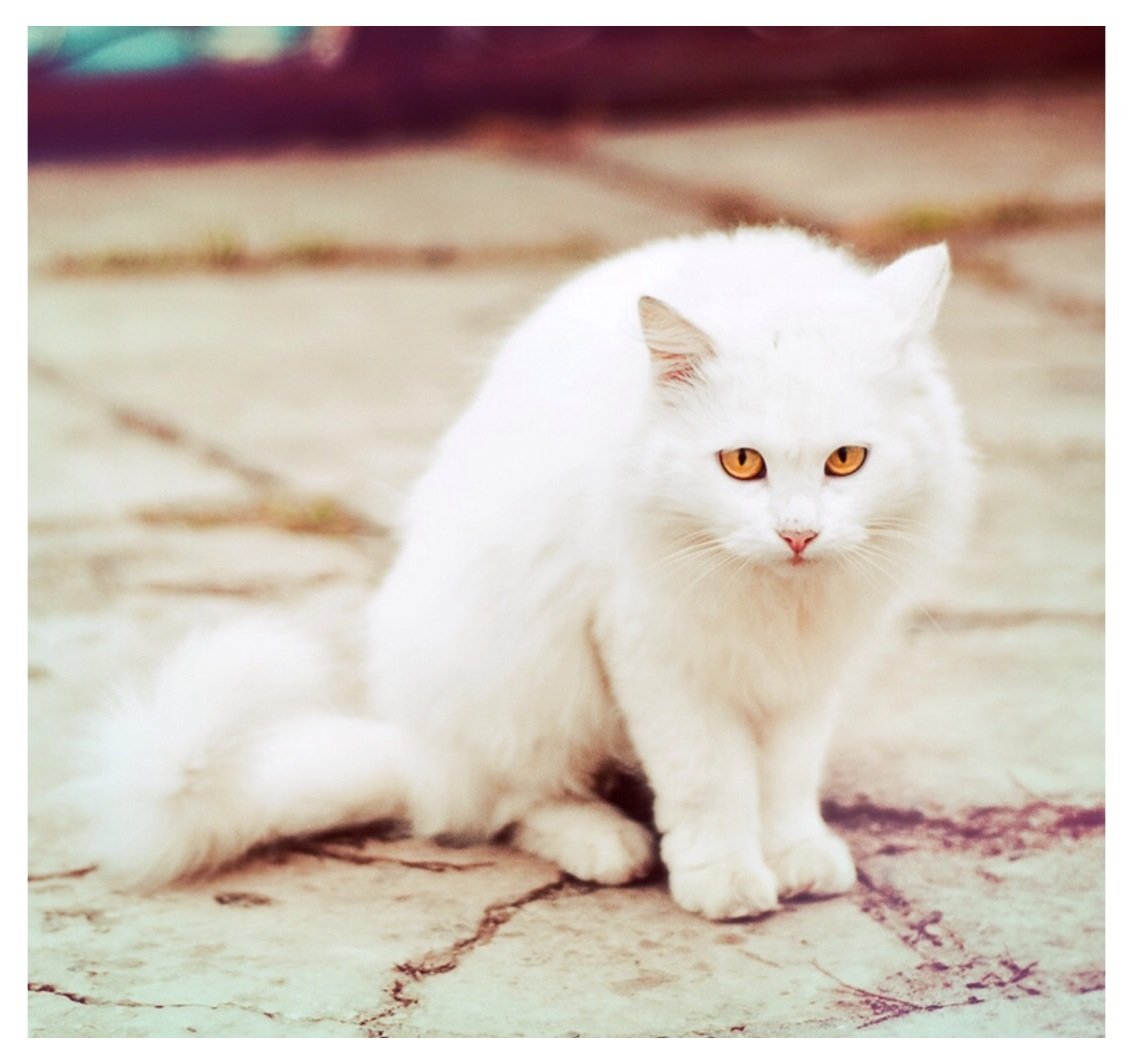 Белая кошка с янтарными глазами