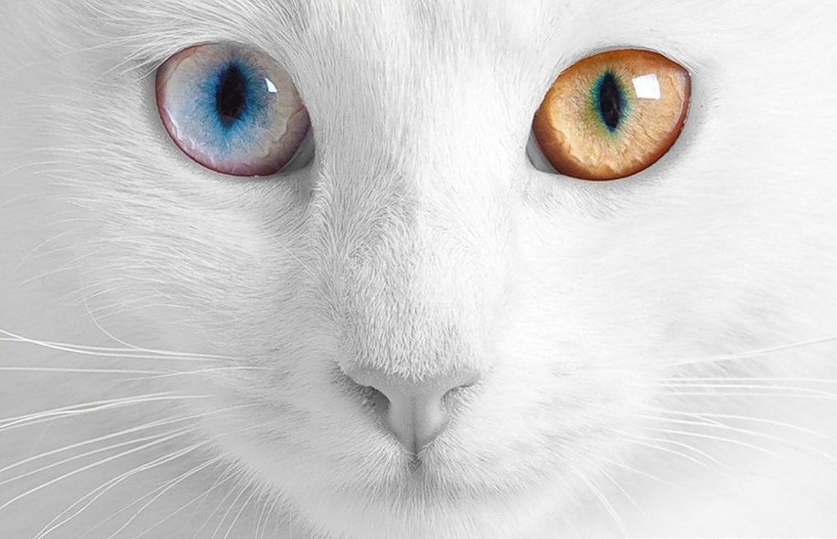 Центральная гетерохромия у кошек