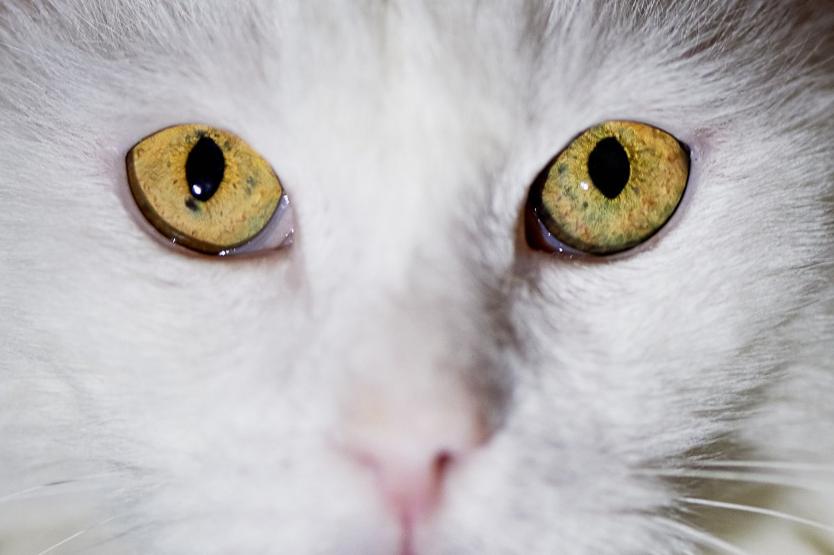 Белый кот с желтыми глазами Эстетика