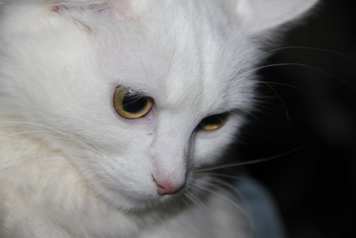 Турецкая ангора кошка