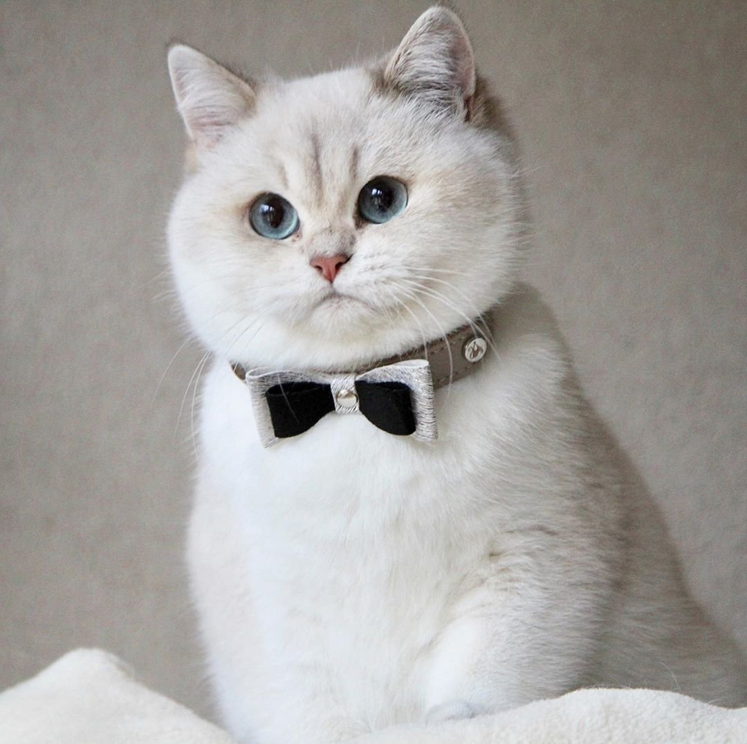 Британская шиншилла Коби