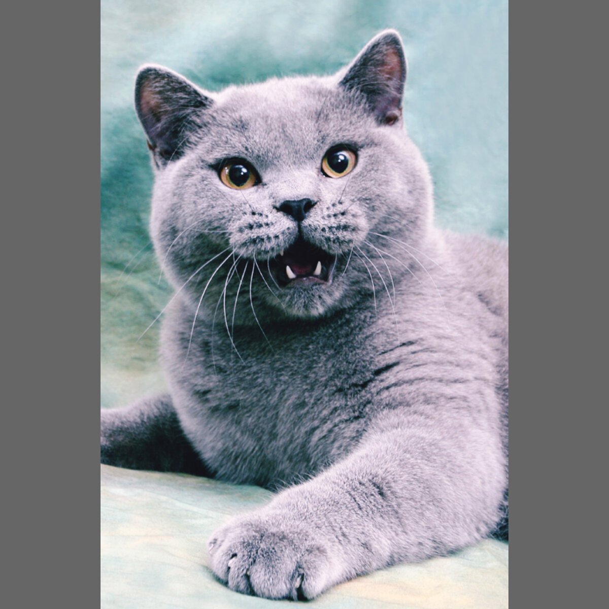 Британская кошка гладкошерстная