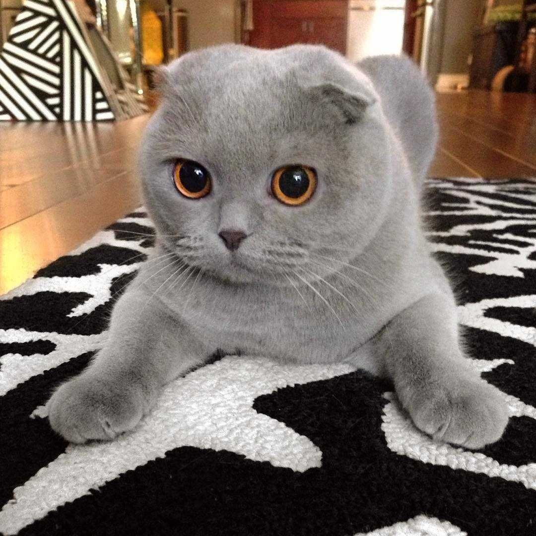 Скоттиш фолд британец вислоухий