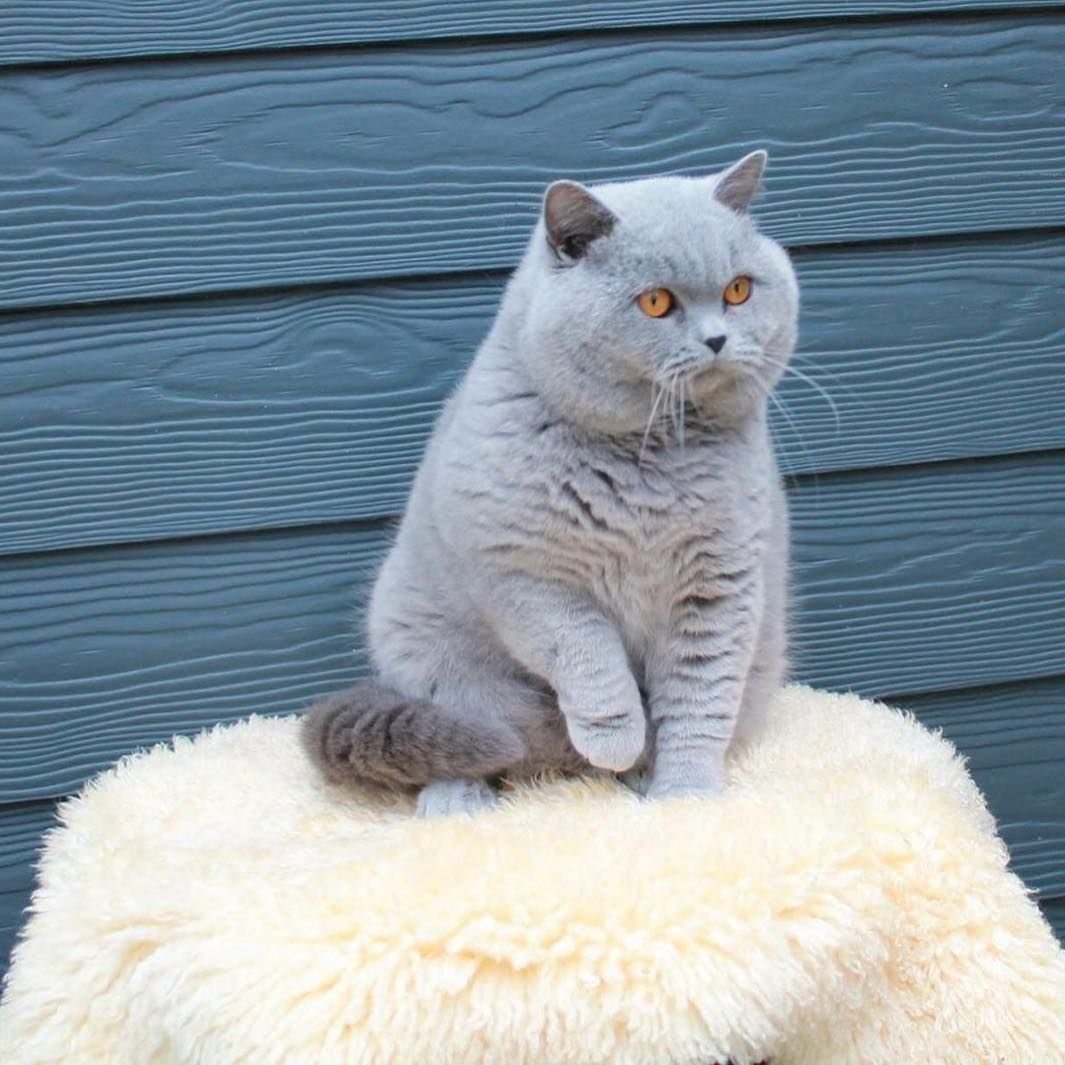 Британская короткошёрстная кошка толстая