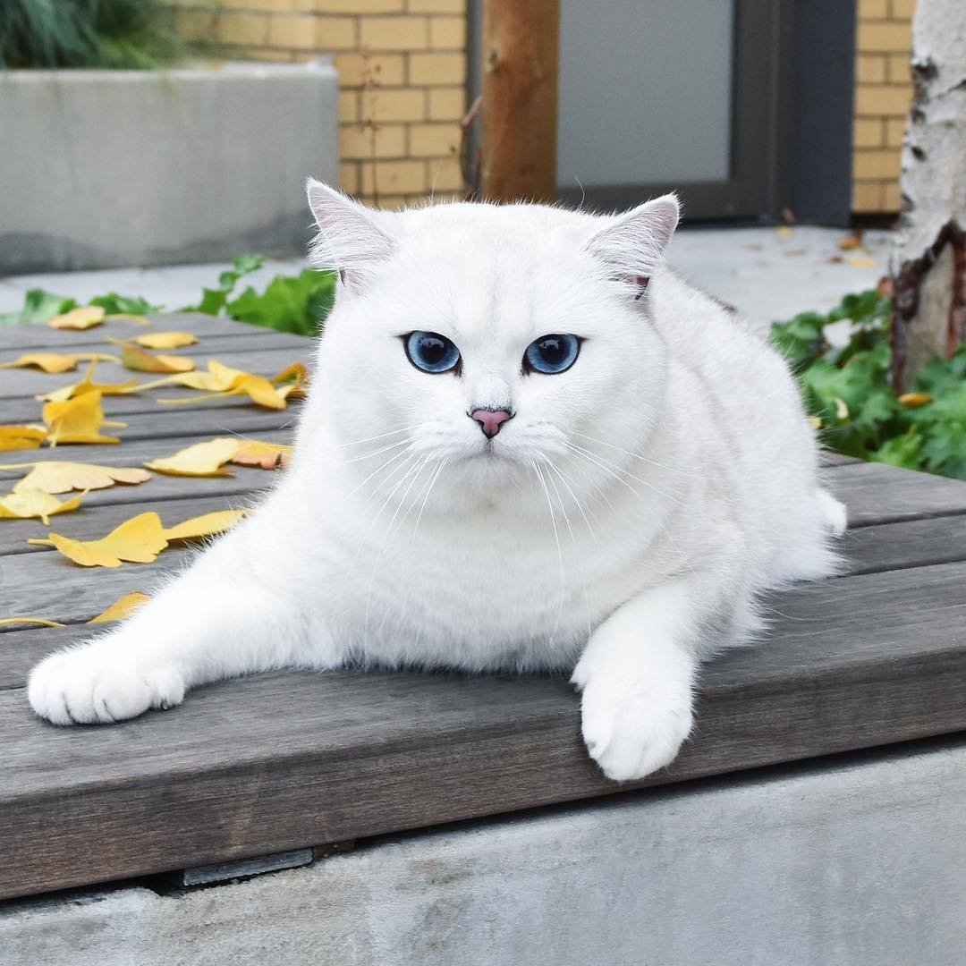 Британская шиншилла Коби котята