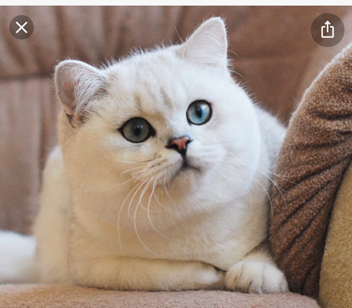 Британская серебристая шиншилла