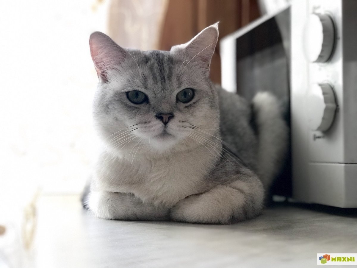 Британская шиншилла серая