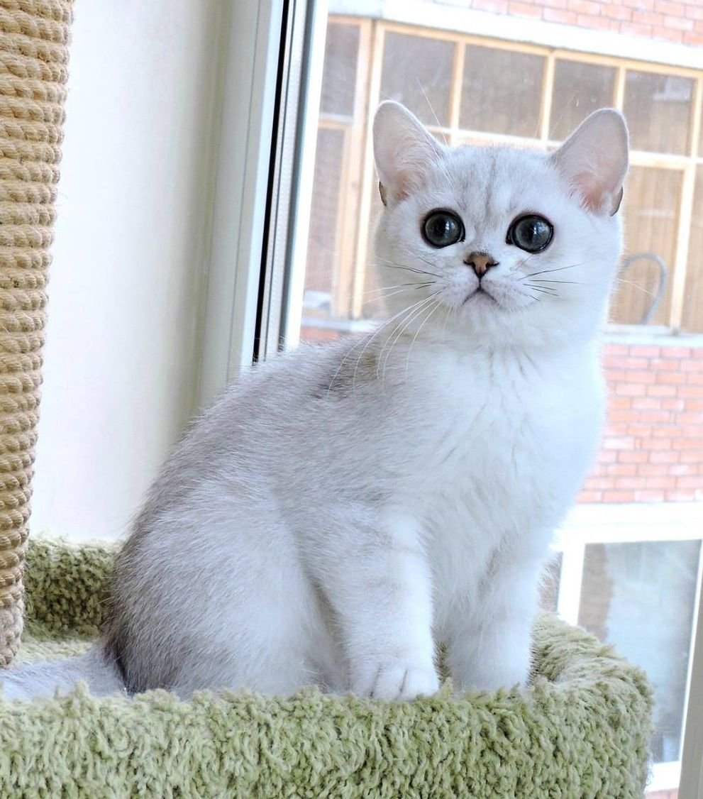 Британская шиншилла Коби