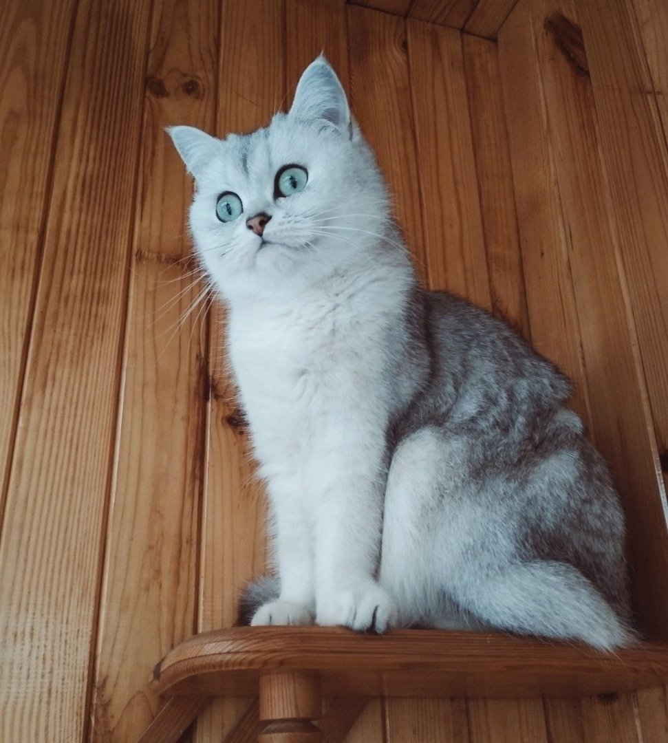 Арктическая кошка