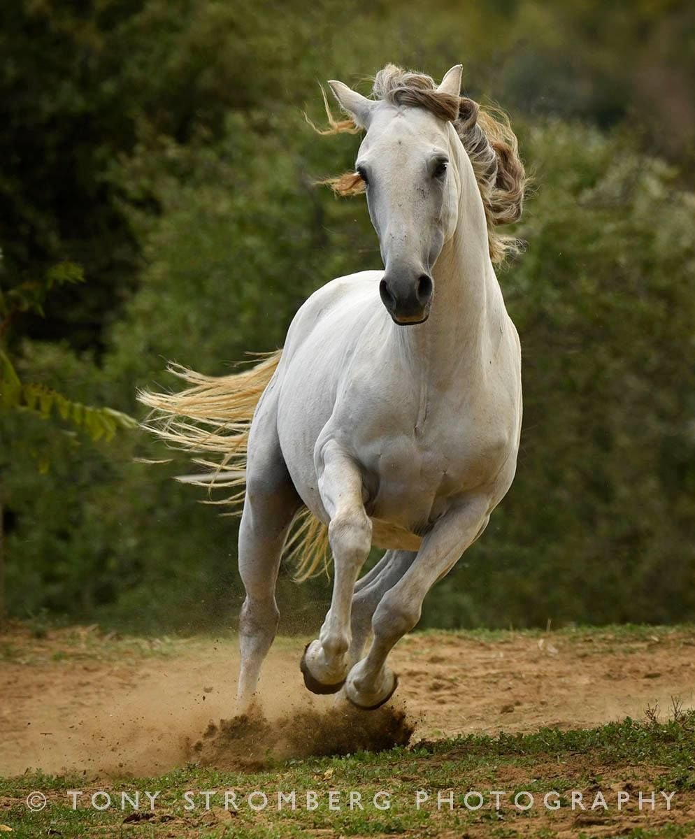 Красивый белый конь