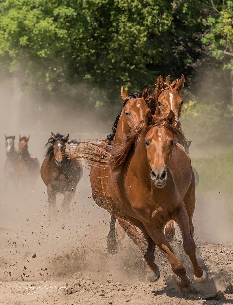 Табун лошадей