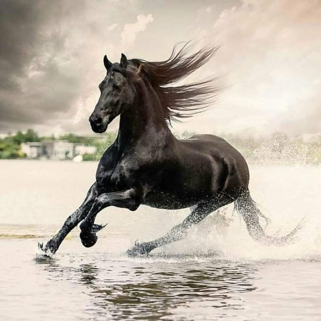 Лошадь породы Мустанг иноходец