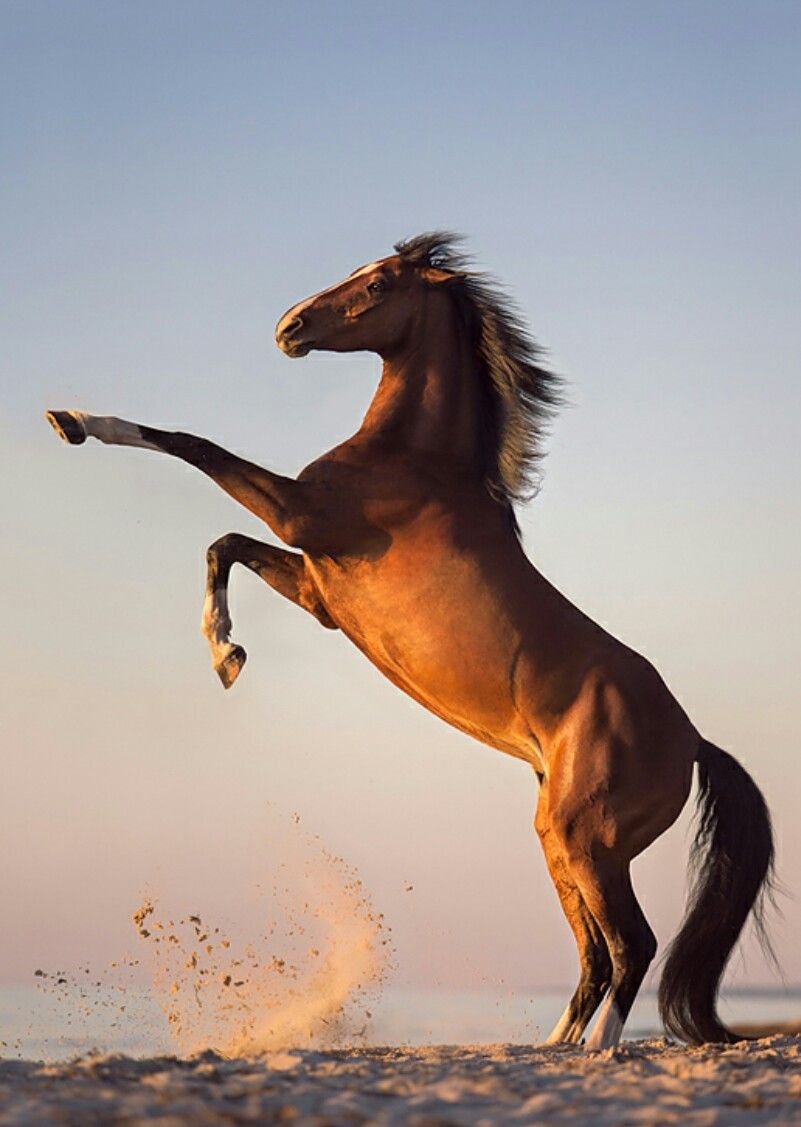 Конь скачет