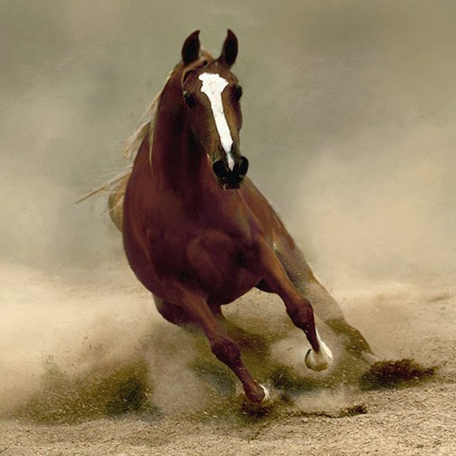 Лошадь бежит