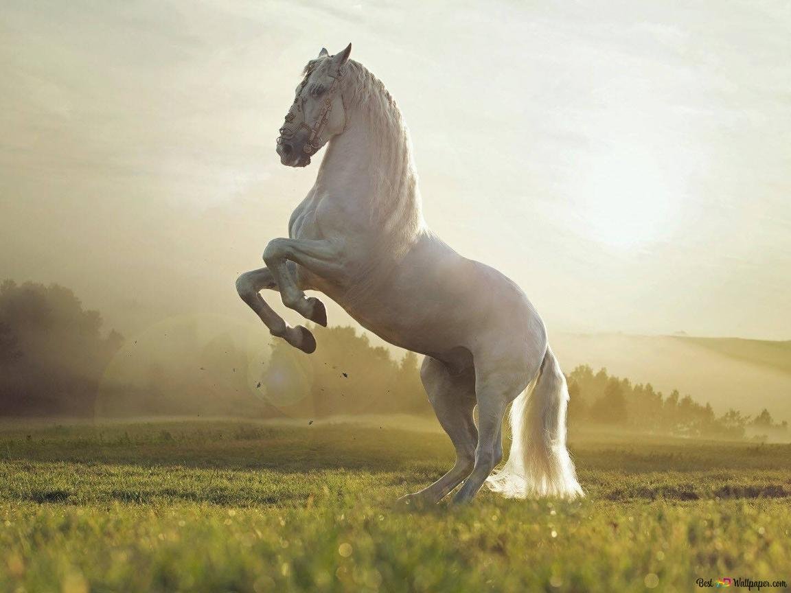 Лошадь на дыбах