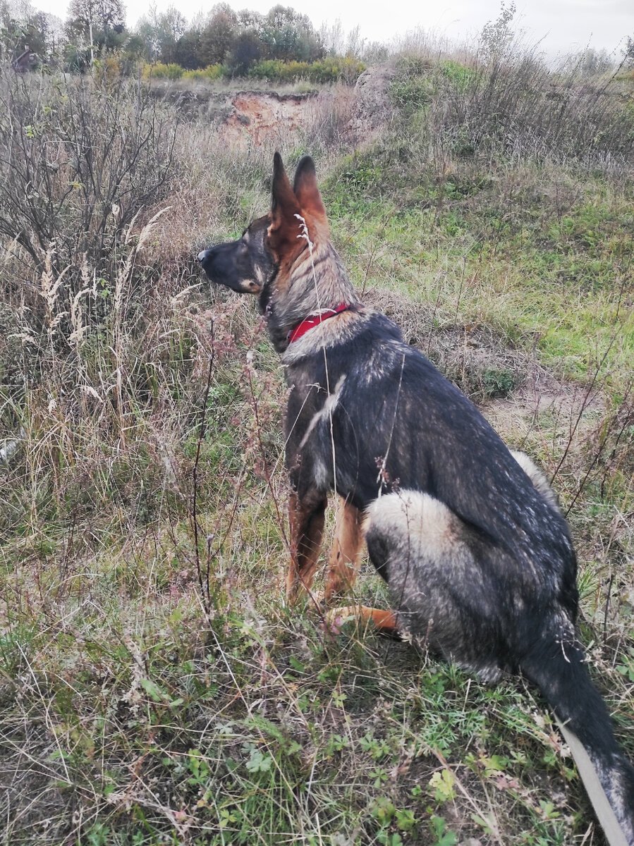 Собака 7 месяцев