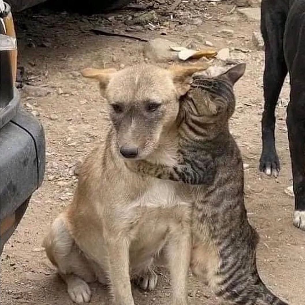 Собака защитник