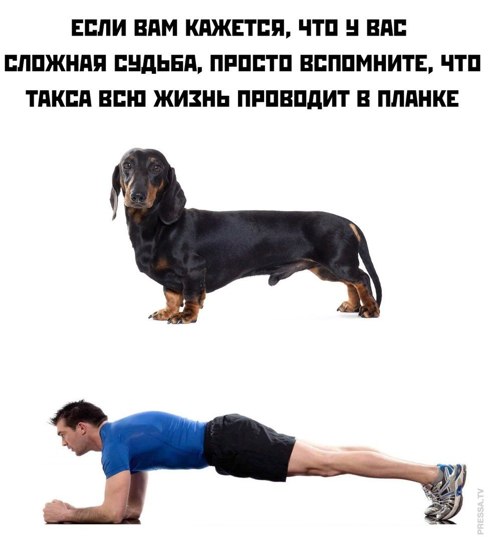 Такса всю жизнь проводит в планке